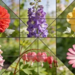 Fleurs en D : liste complète des 37 noms et photos